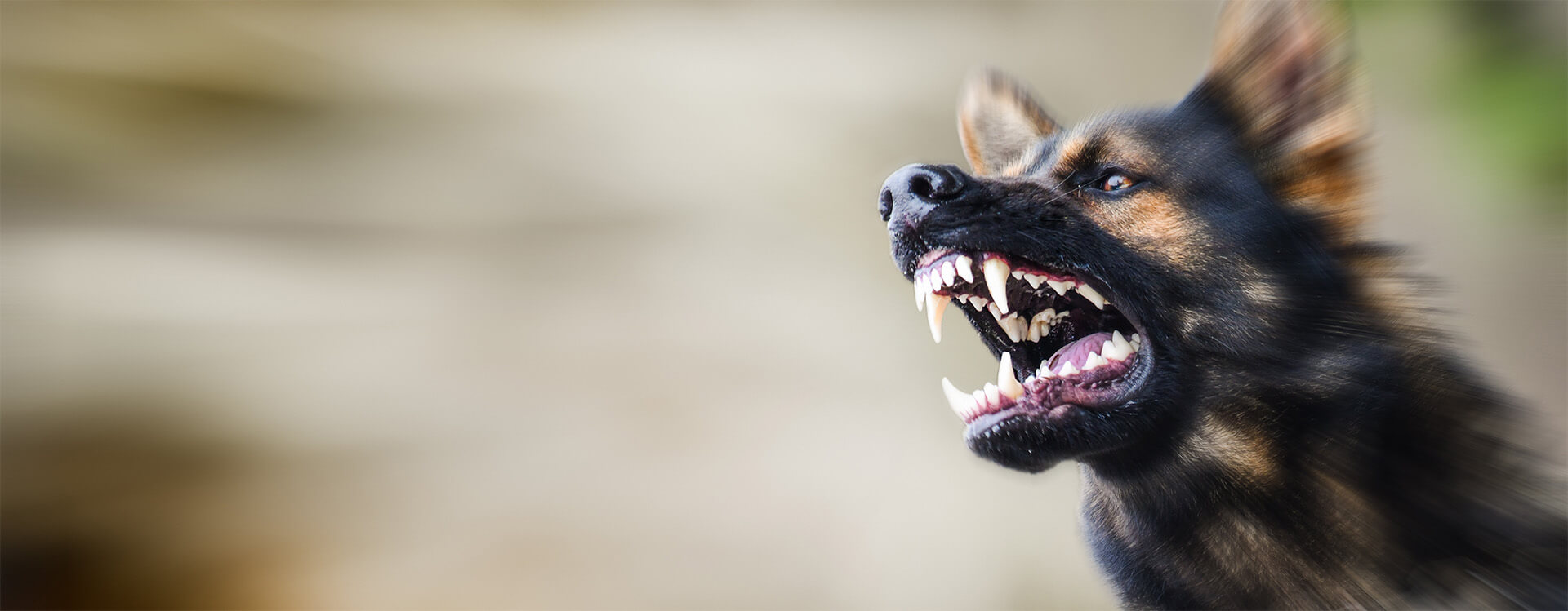 dog-bite-banner